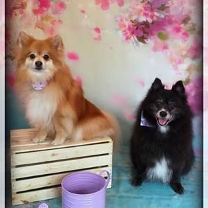 Meet your Posher, Felicia